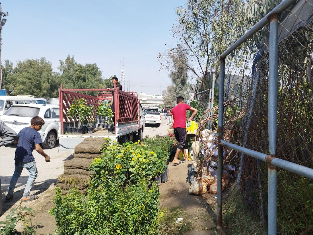 صور: ربيع بابل يجذب زبائن الجوري العراقي والأكاسيا والجهنمي