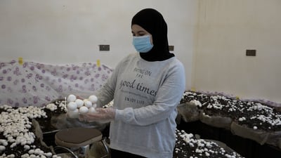 العمارتلية تنتج الفطر بالصدمة وسعر الكيلو 7 آلاف