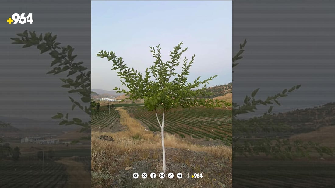 لە پێنجوێن بەبێ بەرامبەر دار توو وەربگرە و بیچێنە