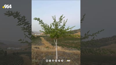 لە پێنجوێن بەبێ بەرامبەر دار توو وەربگرە و بیچێنە