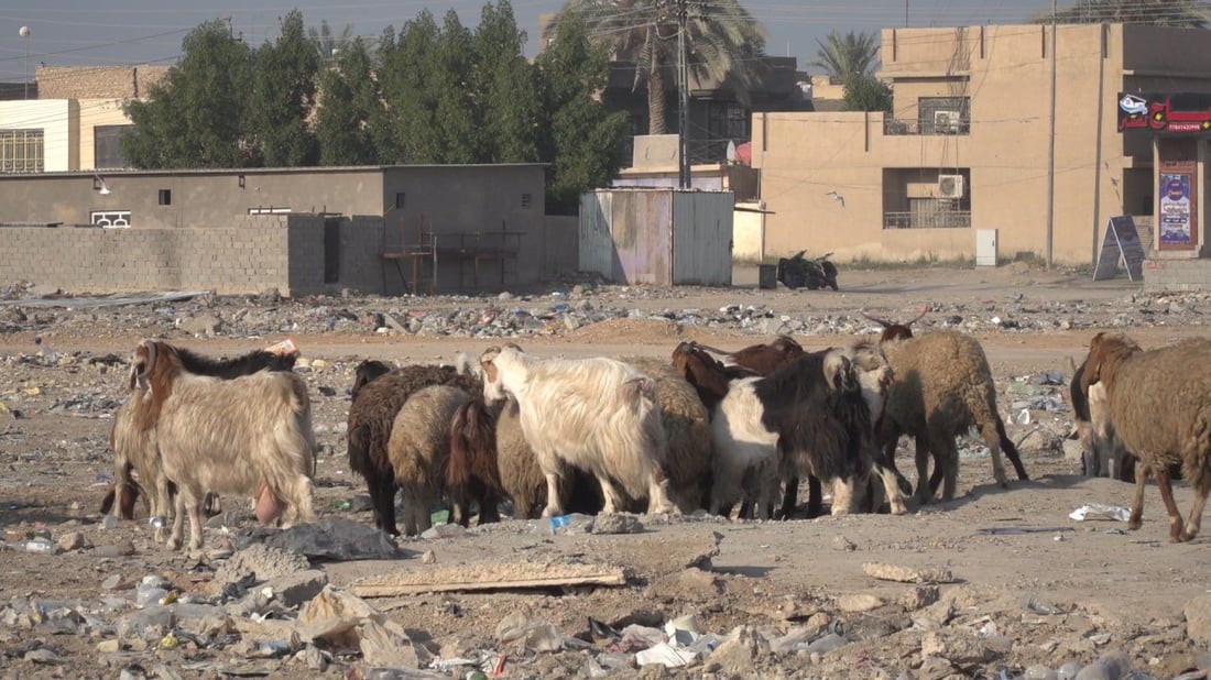 الحلة تسبق الأضحى بحملة على “جوبات” الأغنام.. خطة لمنع الرعي والجزر العشوائي
