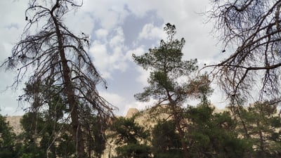 غاباتی رانیە نەخۆشە؛ فریای نەکەون لەکیس دەچێ
