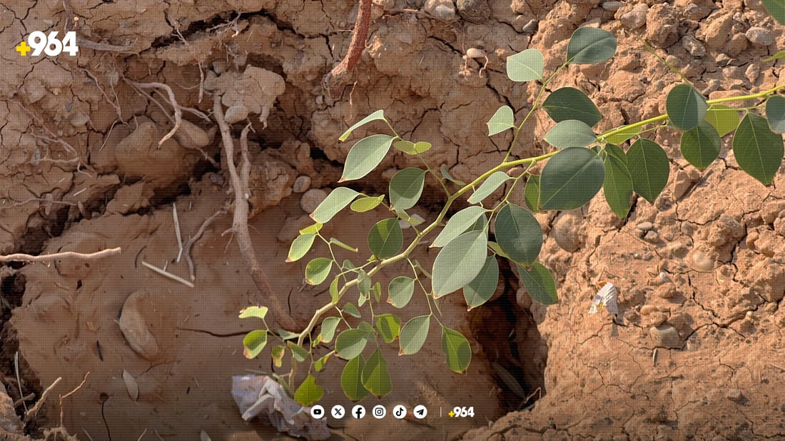 لە شەمامک دەست بەچاندنی حەوت هەزار دار کرا
