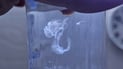 White object found in bottled water prompts investigation, possible legal action