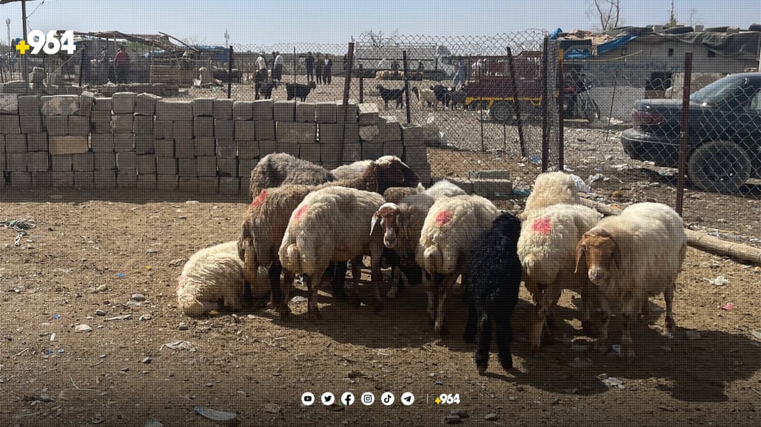 سلێمانی سێ شوێن بۆ ئاژەڵ فرۆشتن دەستنیشانکرا