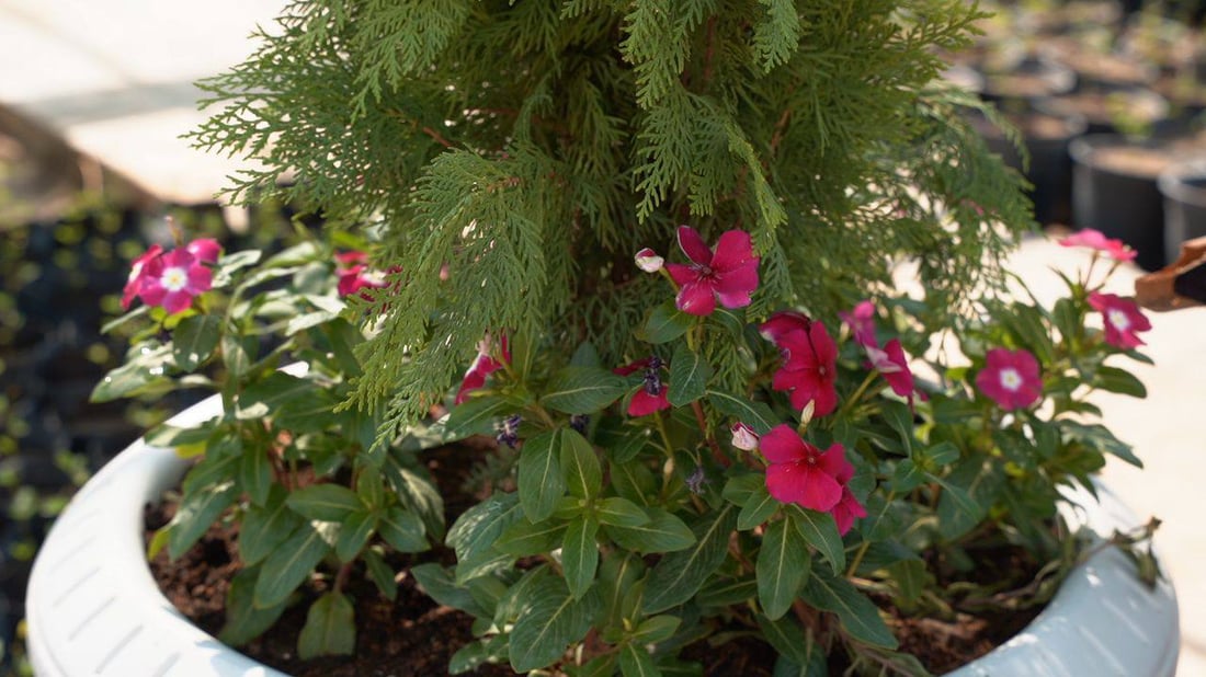 “ببلاش”.. واسط جهزت ربع مليون شجرة ألبيزيا للتوزيع غداً فتوجهوا إلى المشتل