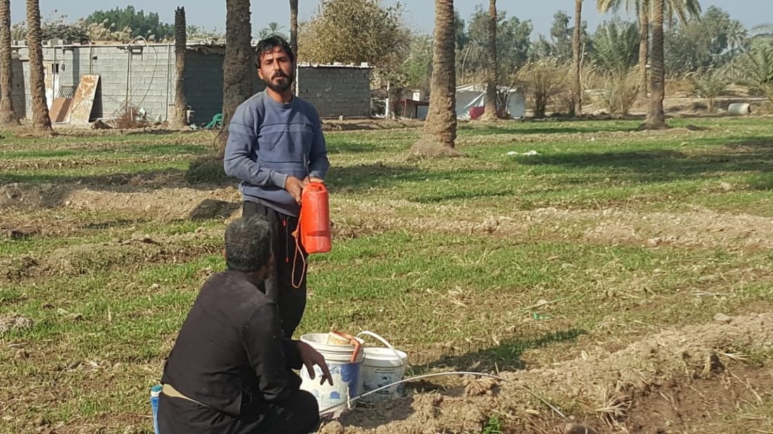 صور من بساتين الاسكندرية: المزارعون كافحوا مرض العناكب والخياس على نفقتهم!