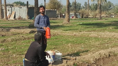 صور من بساتين الاسكندرية: المزارعون كافحوا مرض العناكب والخياس على نفقتهم!