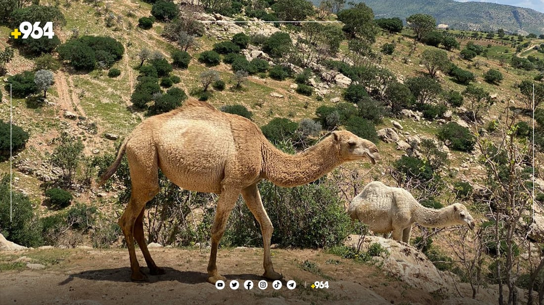 شوانکارێکی موسڵ بۆ لەوەڕاندن حوشترەکانی هێناوەتە گوندێکی دهۆک