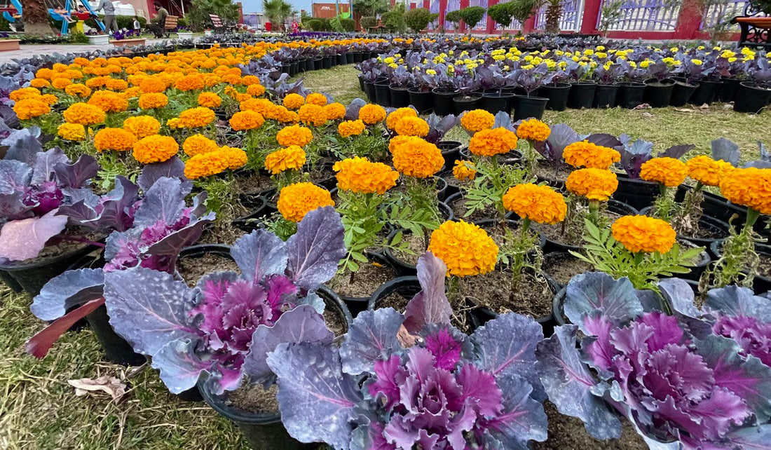Basra’s city municipality hosts flower exhibition