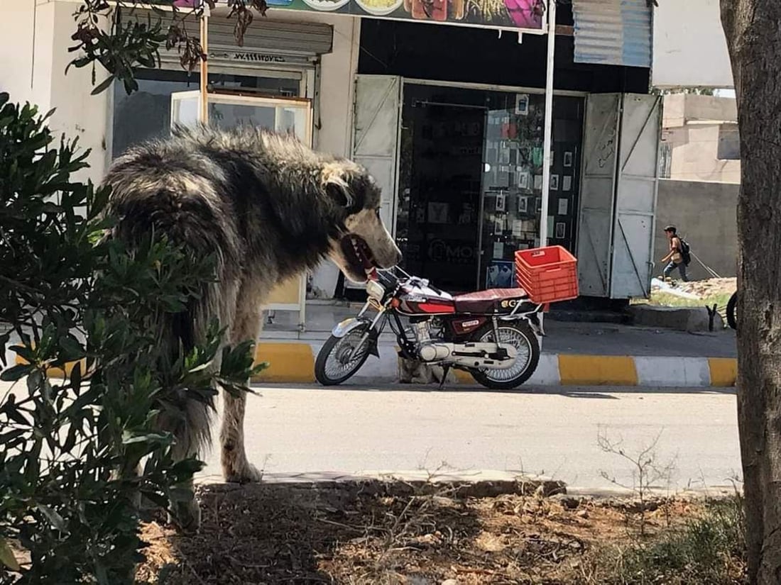 سەگی بێلانە دانیشتووانی خورماتوویان هەراسان کردووە