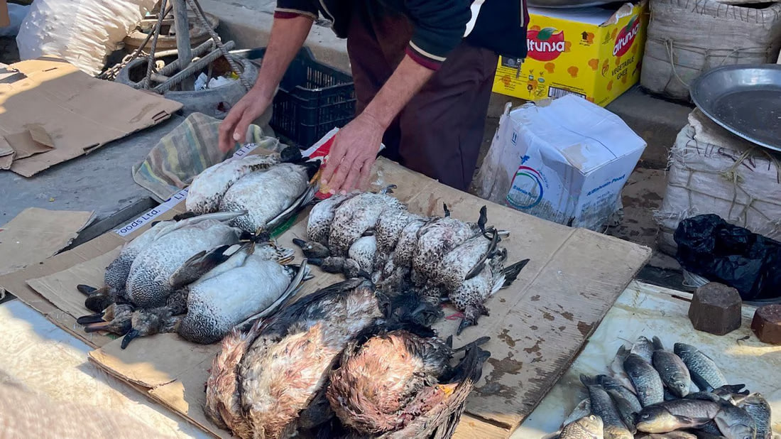 Bird hunting persists in Basra despite declining populations and ban