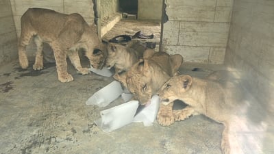 حديقة حيوانات أربيل تواجه لهيب الصيف بـ50 قالب ثلج يومياً لإنقاذ الأسود والنمور