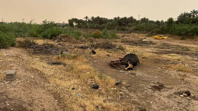 گامێشێک بە مرداری لە نزیک گەڕەکێکی خانەقین فڕێدراوە