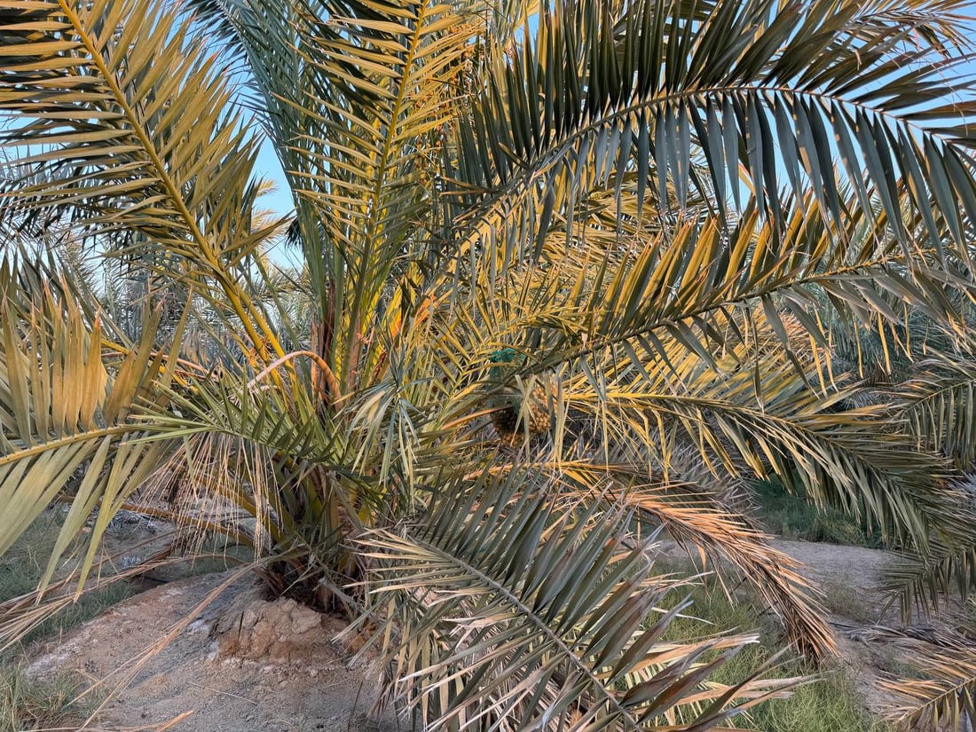 فيديو: وحده البرحي ينبت في الصحراء ويستحق ملياراً من خور الزبير