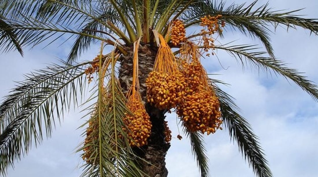 Iraq date exports dip slightly in 2024 as production lags behind forecasts