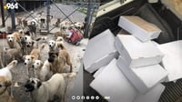 لجان التفتيش في أربيل تهدي كلاب المأوى وجبة من كبدة الد...