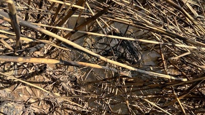 Body of missing Tuz Khurmatu man found near Daquq hospital after eight months