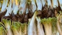 گونده‌كانى بنارى قه‌ندیل ئاگادارى هاوڵاتیان ده‌كه‌نه‌وه‌ گیابه‌هارییه‌كان له‌ ره‌گه‌وه‌ هه‌ڵنه‌كێشن