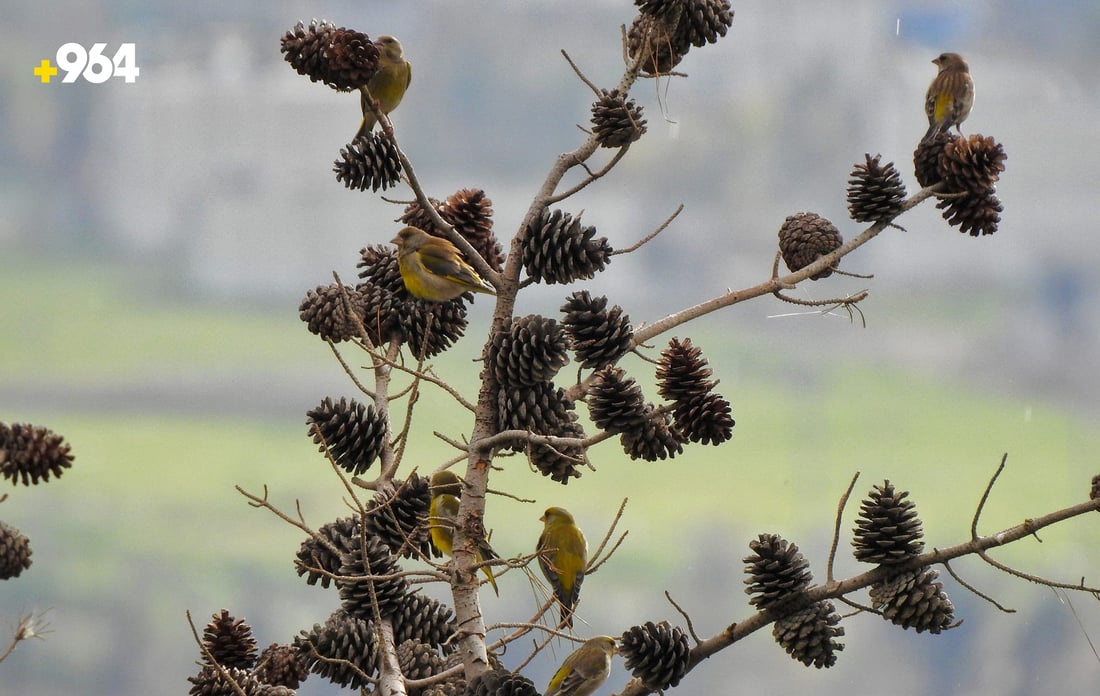 باڵنده‌ كۆچه‌رییه‌كان لە هه‌رێمی كوردستانه‌وه‌ ده‌چنه‌ ناوچه‌ سارده‌كان