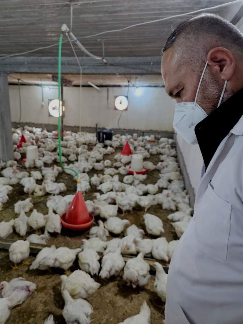 پەلەوەر و باڵندەکانی دوزخورماتوو دەکوترێن