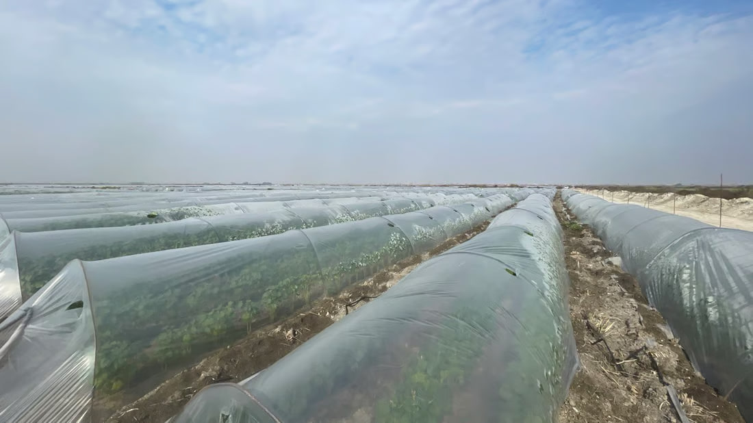 Basra okra fetching $13 per kilo