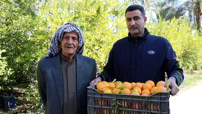 برتقال “أبو صرة” بشكله الغريب يزيح ديالى عن العرش!