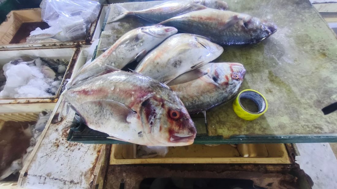 “الگبگب” ينعش مطاعم البصرة.. 5 أطنان وصلت بسعر 2000 دينار للكيلو (صور)