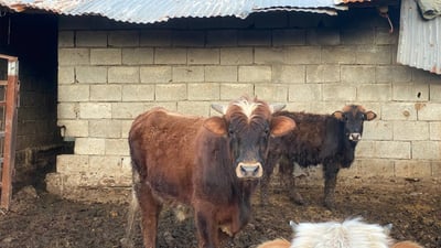 نرخی ئاژەڵ روو لە دابەزینە و کا و جۆش تا دێت گران دەبێت