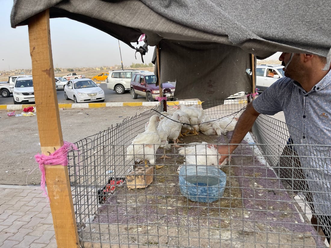 علوة كركوك: الباميا العراقية “مغرورة” بـ4 آلاف.. والمشمش يختفي بسرعة (صور)