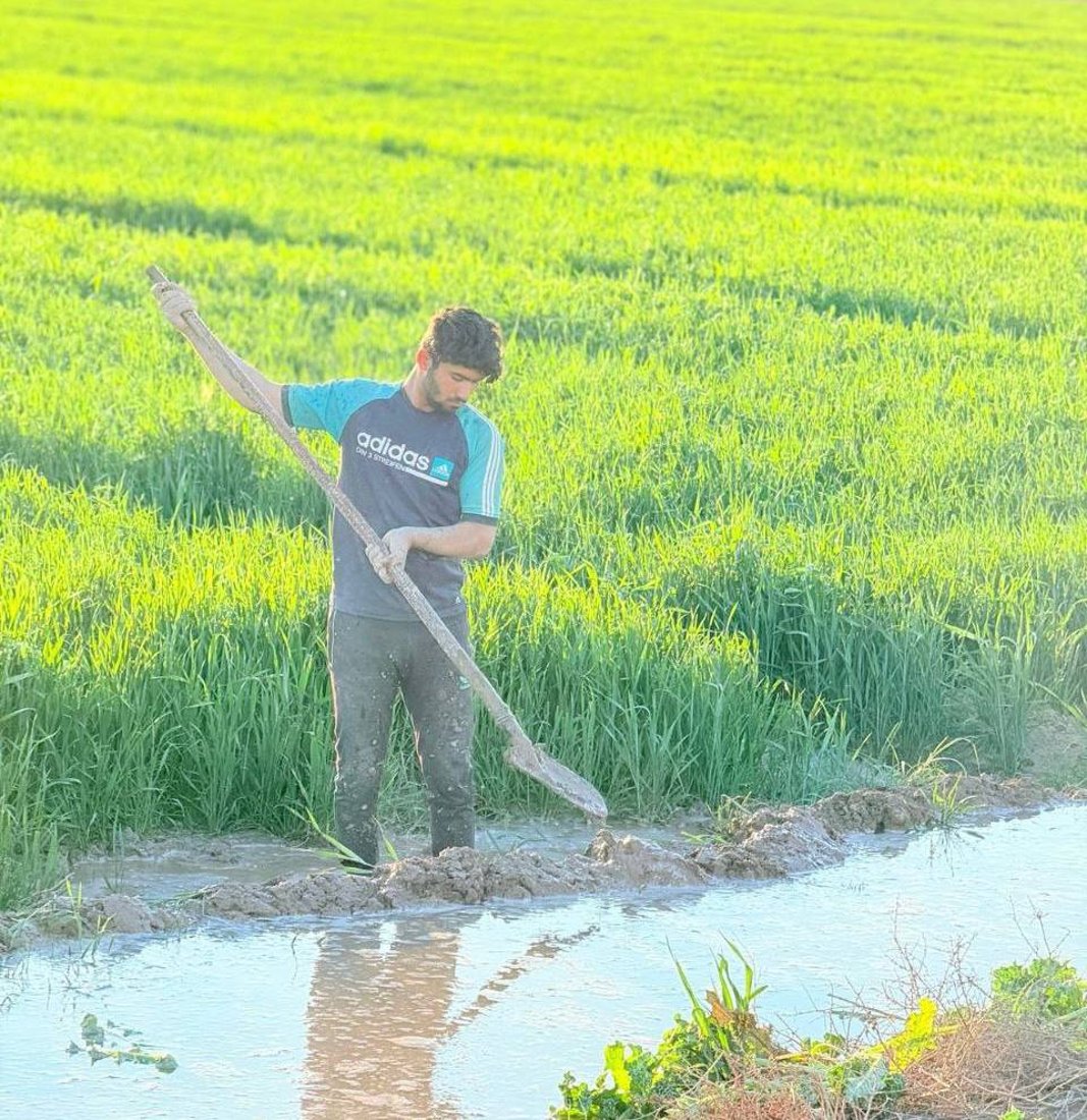 السماد صار بسعر السكر.. مزارعو الدجيلي حصلوا على الماء لكن الكهرباء خذلتهم (صور)