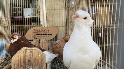 ملتقى “الجنّاية” منذ الخمسينيات.. جولة صورية داخل أقدم سوق للطيور في ميسان