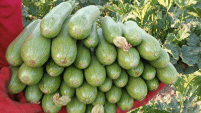 خەیار و کولەکە لە پێنجوێن گران بوون