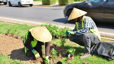 1600 دارو و گوڵ لە هەولێر دەچێندرێت 