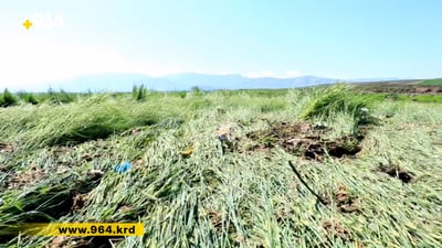 ڤیدیۆ: لافاو زیانی زۆری به‌ كشتوكاڵی ده‌ڤه‌ری بیتوێن گه‌یاند