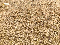 حكومه‌ت گه‌نمى  وه‌رنه‌گیراوى جوتیارانى هه‌رێم ده�...