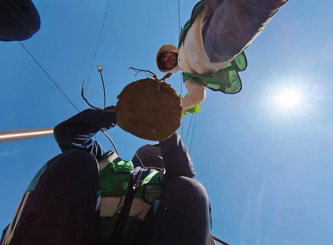 حملة التشجير الربيعية انطلقت.. صور من 8 مدن في الأنبار