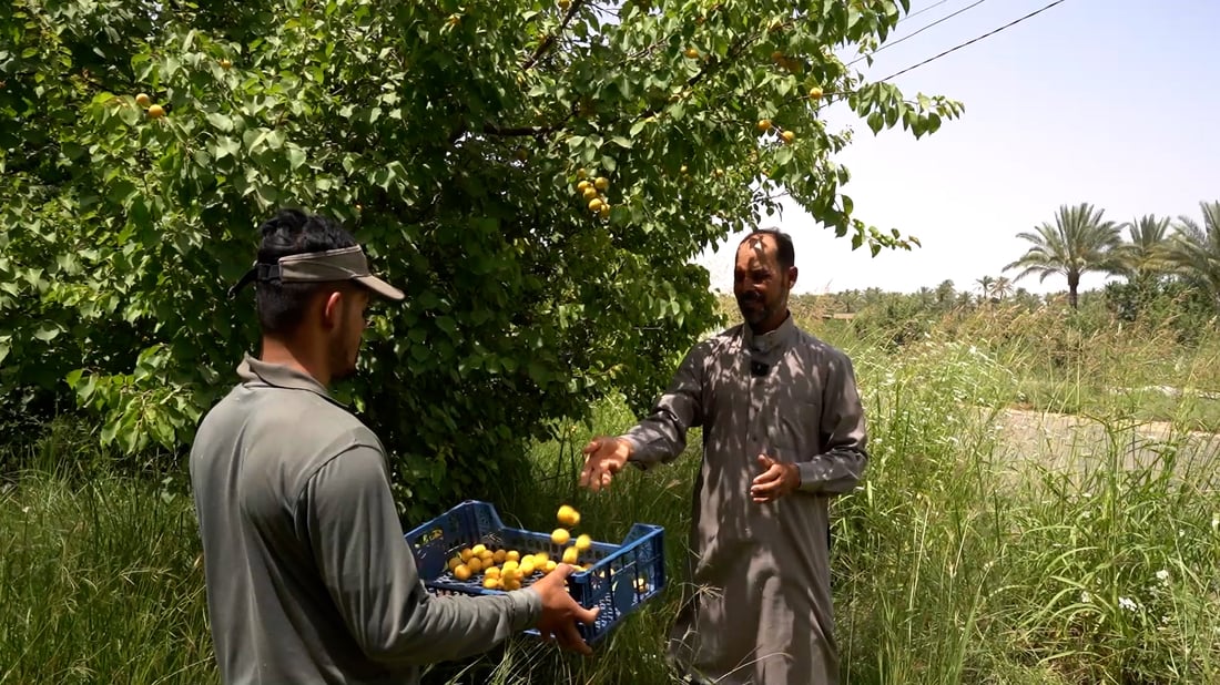 Apricot orchards in Anbar struggle to recover as farmers face pests, frost, and low yields