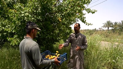 Apricot orchards in Anbar struggle to recover as farmers face pests, frost, and low yields