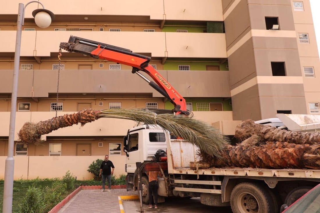 صور: سكان بسماية يزرعون النخيل والثيل قبل الصيف.. “الحياة أجمل الآن”