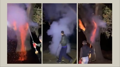 هه‌وره‌بروسكه‌ دارێكی به‌ته‌مه‌نى له‌ گوندێكى قه‌ڵادزێ سووتاند