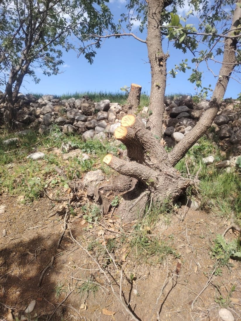 له‌ گوندێكی هیران كه‌سێك ده‌یان دارى سه‌ربڕ كردووه‌ و ده‌ستگیركرا