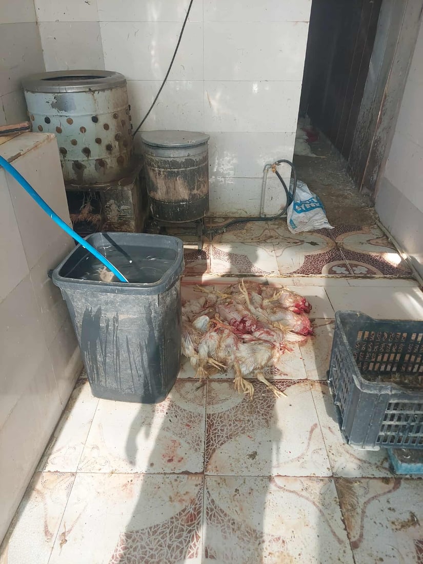 لە هەڵەبجە 30 مریشکی زیندوو دەستیان بەسەرداگیرا و لەناوبران