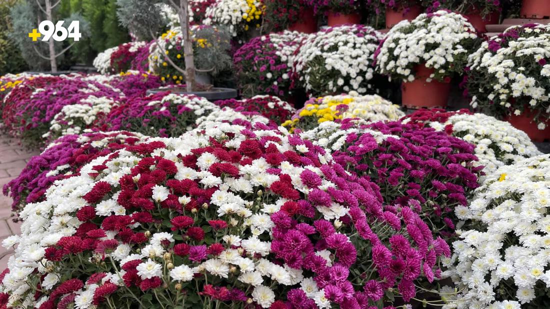 964mediaصورة من منصة (شبكة): 