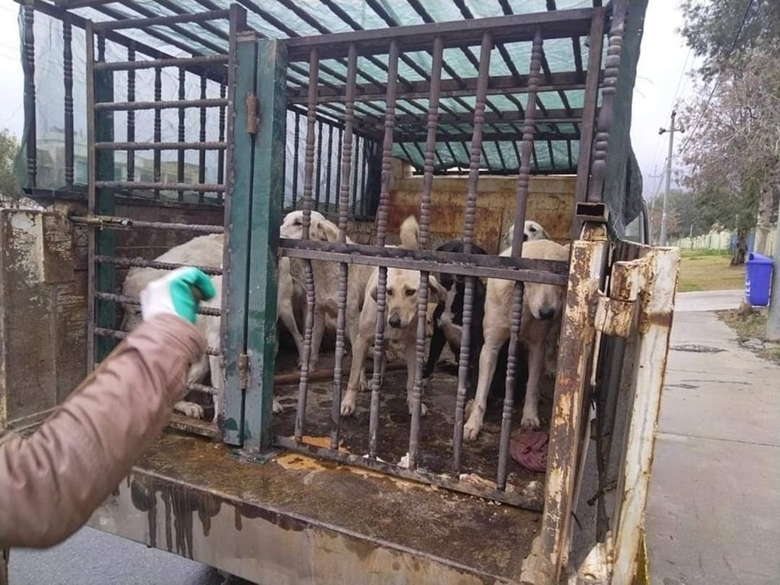 سەگه‌ بێلانەكانى كۆیە رەوانەی شێڵتەرەكەی هەولێر دەكرێن