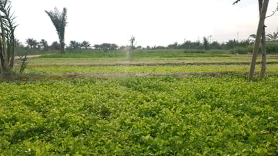 الهارثة شمال البصرة: “بيت يوشع” يحصدون 12 دونماً من الكرفس بعد موسم مرهق