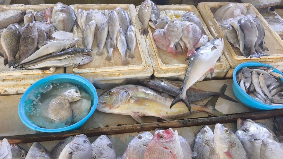 الهامور يسيطر على مزاد الفاو الكبير.. 5 أطنان وصلت من البحر والكيلو 10 آلاف دينار