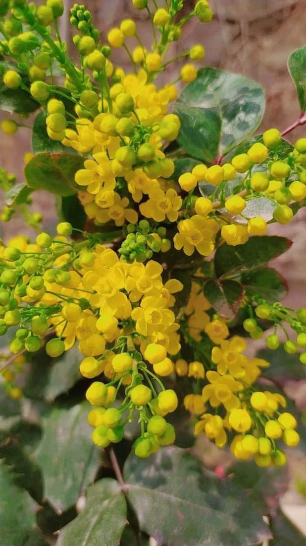 ئاكرێ گوڵباران كرا