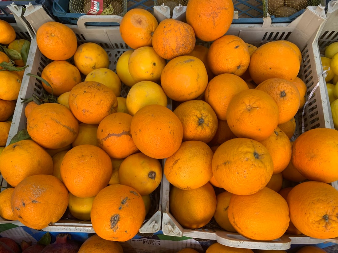 أرخص من الإيراني والطعم لا يقارن.. حديثة قطفت أولى سلال البرتقال (صور)