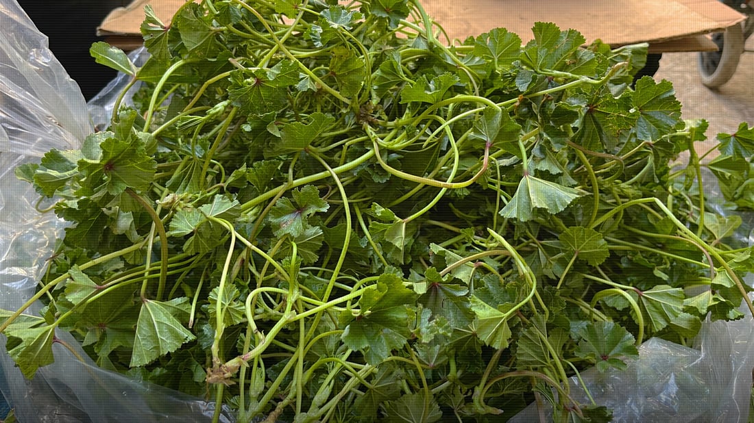 بۆ گیای بەهارە ژیانی خۆتان مەخەنە ناو مەترسیی مینەوە